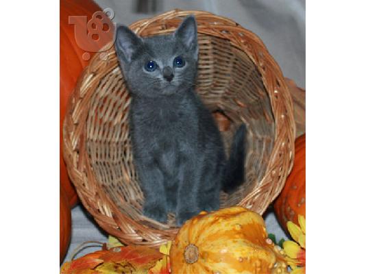 PoulaTo: Επικοινωνήστε μαζί μου μέσω Viber: ( +63-945-413-6749 ) Russian Blue Kittens